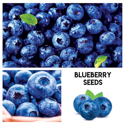 CZ Grain Fruit Garden Seeds Kit for Growing - Elderberry, Blueberry, Red Strawberry, White Strawberry, Raspberry, Mulberry. 100 Seeds of Each Fruit - Packaged Individually - Image 3