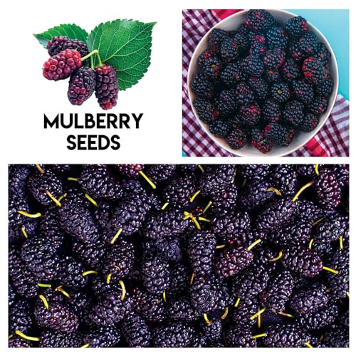 CZ Grain Fruit Garden Seeds Kit for Growing - Elderberry, Blueberry, Red Strawberry, White Strawberry, Raspberry, Mulberry. 100 Seeds of Each Fruit - Packaged Individually - Image 5