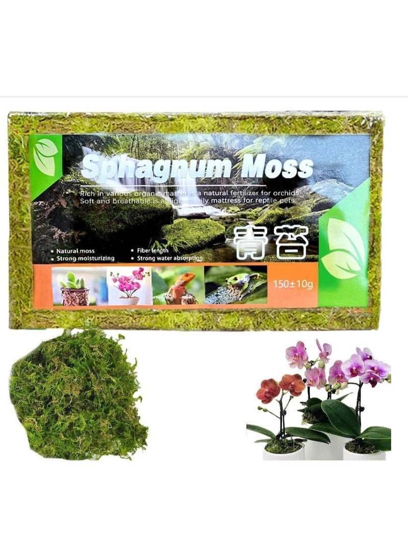 OASIS-TH Artificial Orchids Phalaenopsis Orchid Bonsai Flower Plant Pot Plastic Faux Flowers Arrangement for Home Centerpiece Table Decor & Dried Forest Moss For Potted Plants Moss,150g Natural Moss Potting Mix Indoor Ideal Moist Repotting Sphagnum Orchid Soil Medium, Terrarium Decor, Natural Reptile Vine & Simulation Moss Flocking Animal Rabbit Garden Courtyard Window Decoration Moss Wall Bunny Topiary Simulation Rabbit Decor Micro Landscape Decoration Flocking AdornmentBundle - Image 3