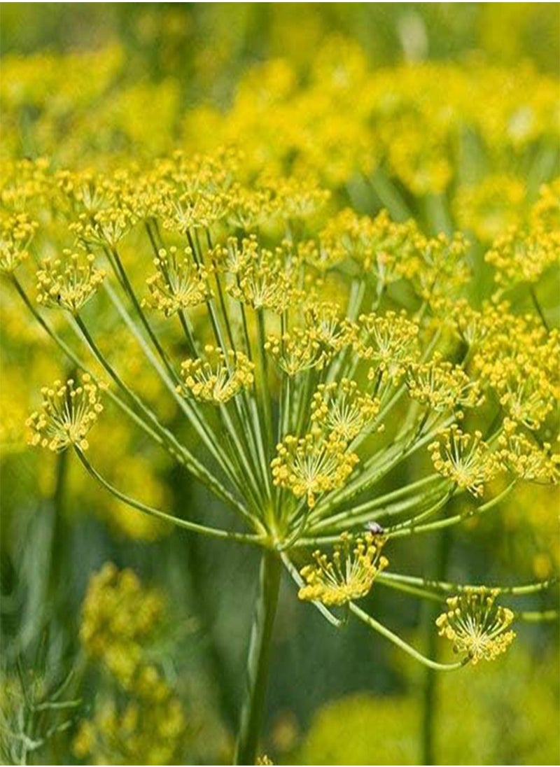 GGOOT Seed Imported Very Beautiful Aquarium S Seed (50 Per Packet): Only Seeds  - Image 2