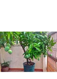 Generic EM1 - Natural biofertilizer for fertilizing indoor and outdoor plants - 1 litre  - Image 2
