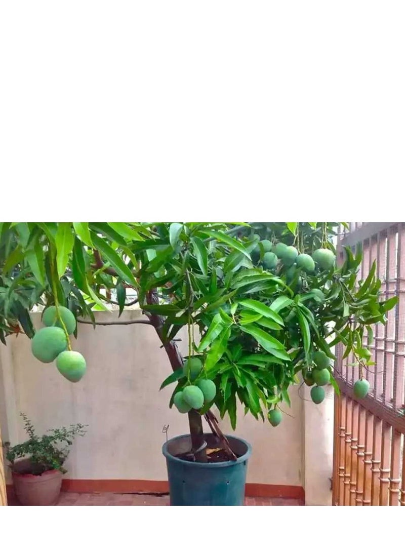 Generic EM1 - Natural biofertilizer for fertilizing indoor and outdoor plants - 1 litre  - Image 2