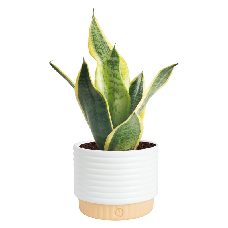 Costa Farms Snake Plant, Sansevieria Live Plant in Decorative Pot, Easy to Maintain, Air Purifying Succulent Indoor Houseplant, Assorted Variety, Home, Room, or Office DÃ©cor, 8-12 Inches Tall - Image 1