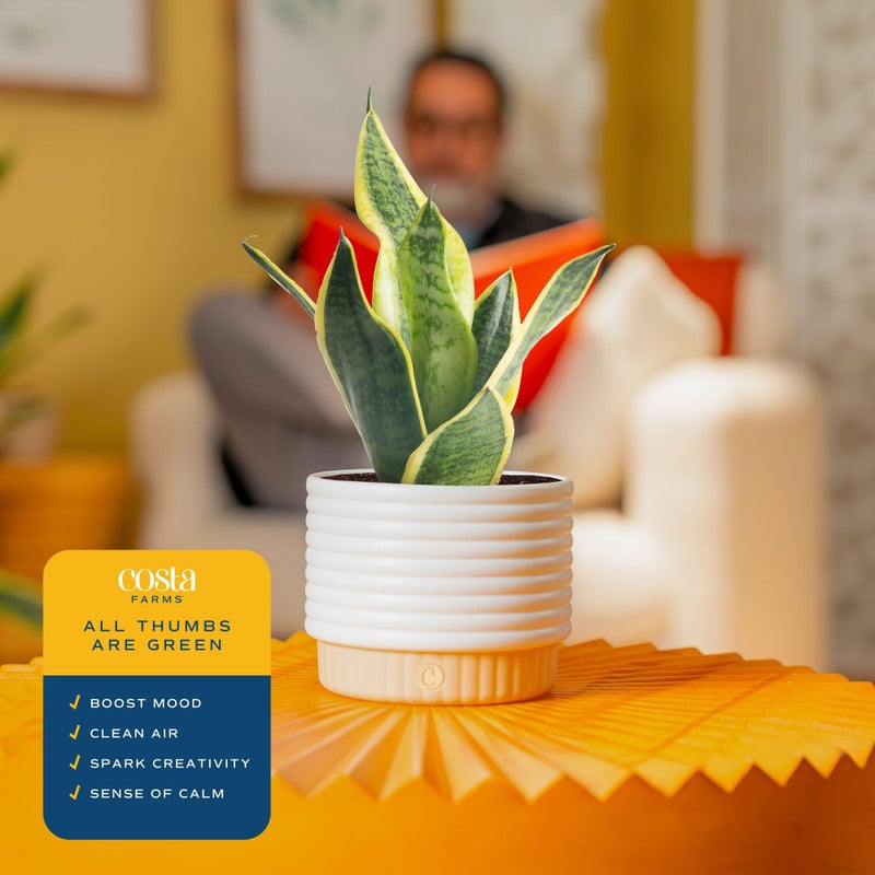 Costa Farms Snake Plant, Sansevieria Live Plant in Decorative Pot, Easy to Maintain, Air Purifying Succulent Indoor Houseplant, Assorted Variety, Home, Room, or Office DÃ©cor, 8-12 Inches Tall - Image 5