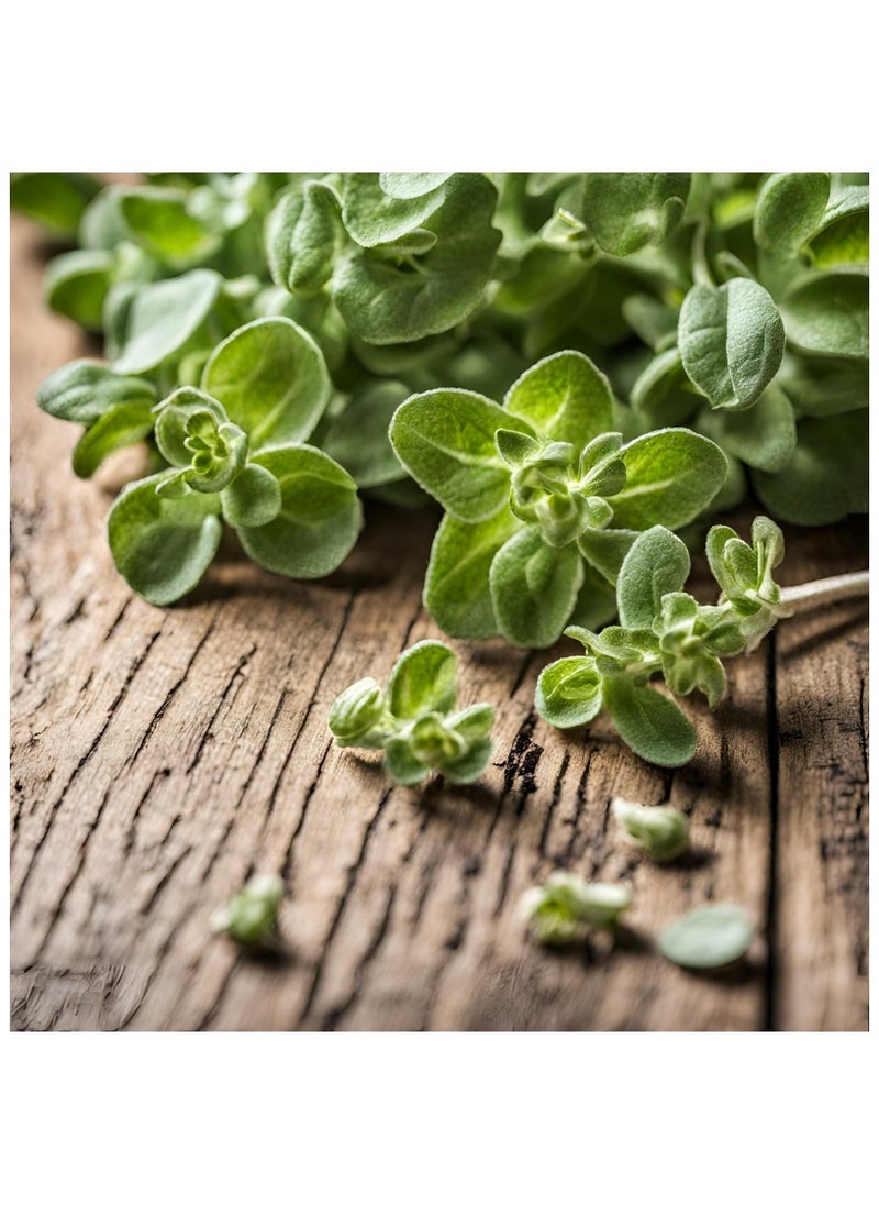 GROW Marjoram seeds al-fajr 