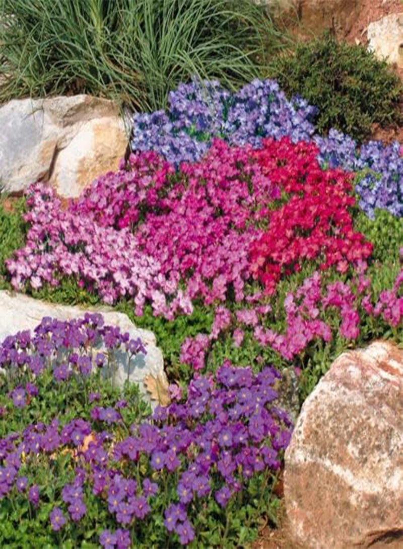 GGOOT Aubrieta 'Cascade Mixed' Rock Cress - 200 Seeds - Hardy Perennial - Image 1