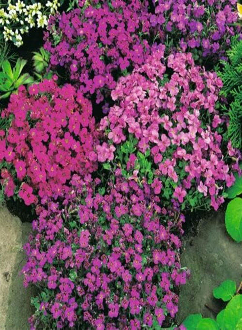 GGOOT Aubrieta 'Cascade Mixed' Rock Cress - 200 Seeds - Hardy Perennial - Image 2