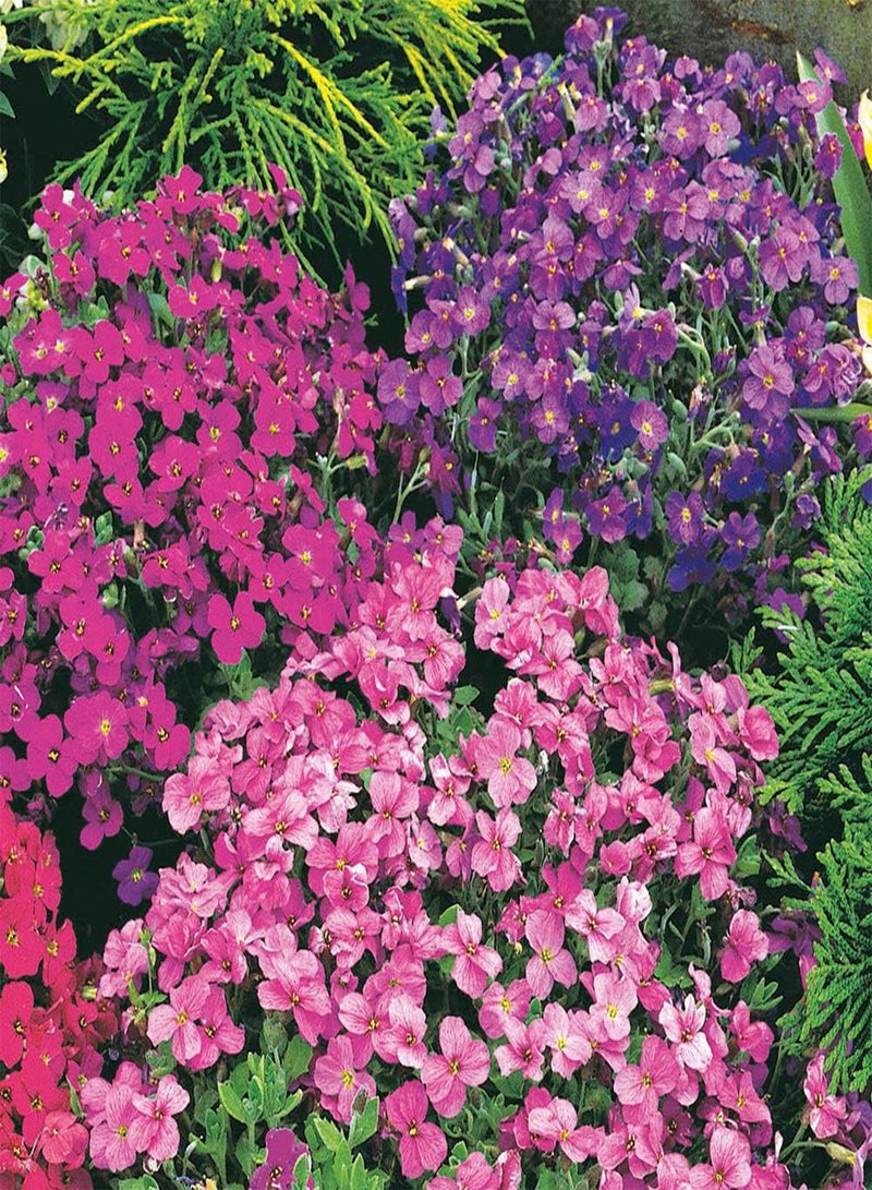 GGOOT Aubrieta 'Cascade Mixed' Rock Cress - 200 Seeds - Hardy Perennial - Image 3