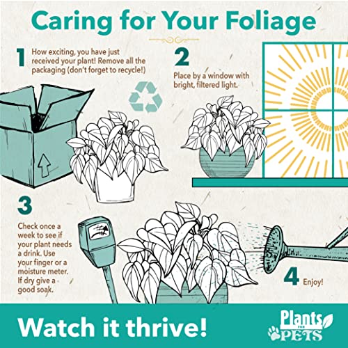 Plants for Pets Live Pothos Plants (4PK) Indoor Plants Live Houseplants, Pothos Live Plant House Plants, Money Plant Indoor Pothos Plant Decor, Devils Ivy Trailing Plants Live by Plants for Pets,Black - Image 4