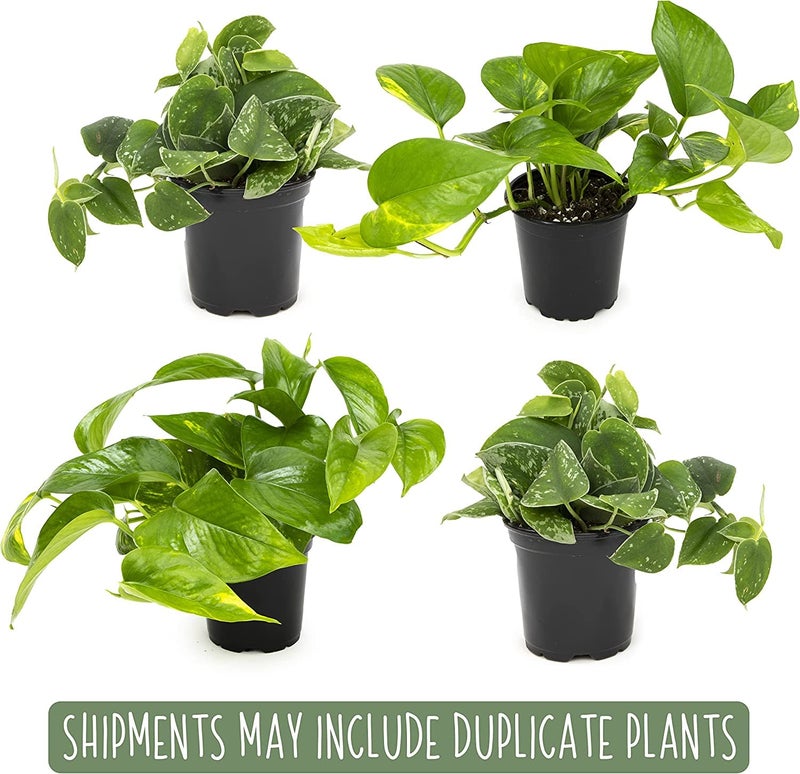 Plants for Pets Live Pothos Plants (4PK) Indoor Plants Live Houseplants, Pothos Live Plant House Plants, Money Plant Indoor Pothos Plant Decor, Devils Ivy Trailing Plants Live by Plants for Pets,Black - Image 3
