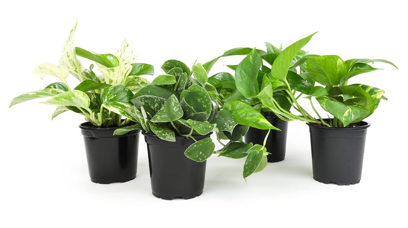 Plants for Pets Live Pothos Plants (4PK) Indoor Plants Live Houseplants, Pothos Live Plant House Plants, Money Plant Indoor Pothos Plant Decor, Devils Ivy Trailing Plants Live by Plants for Pets,Black - Image 1