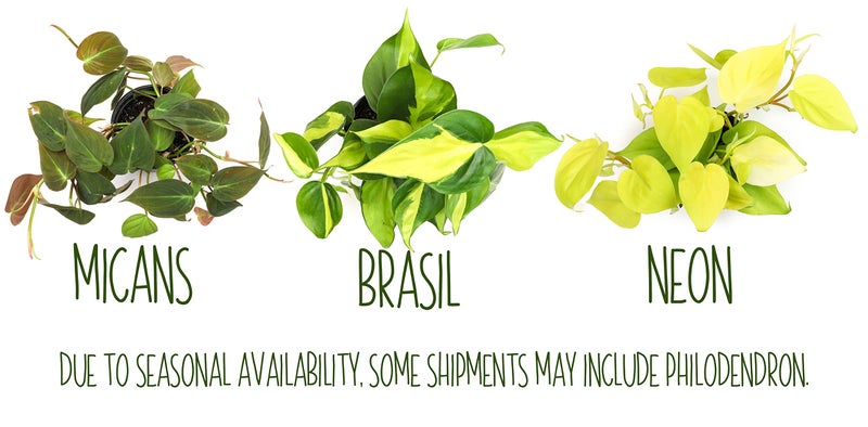 Plants for Pets Live Pothos Plants (4PK) Indoor Plants Live Houseplants, Pothos Live Plant House Plants, Money Plant Indoor Pothos Plant Decor, Devils Ivy Trailing Plants Live by Plants for Pets,Black - Image 5