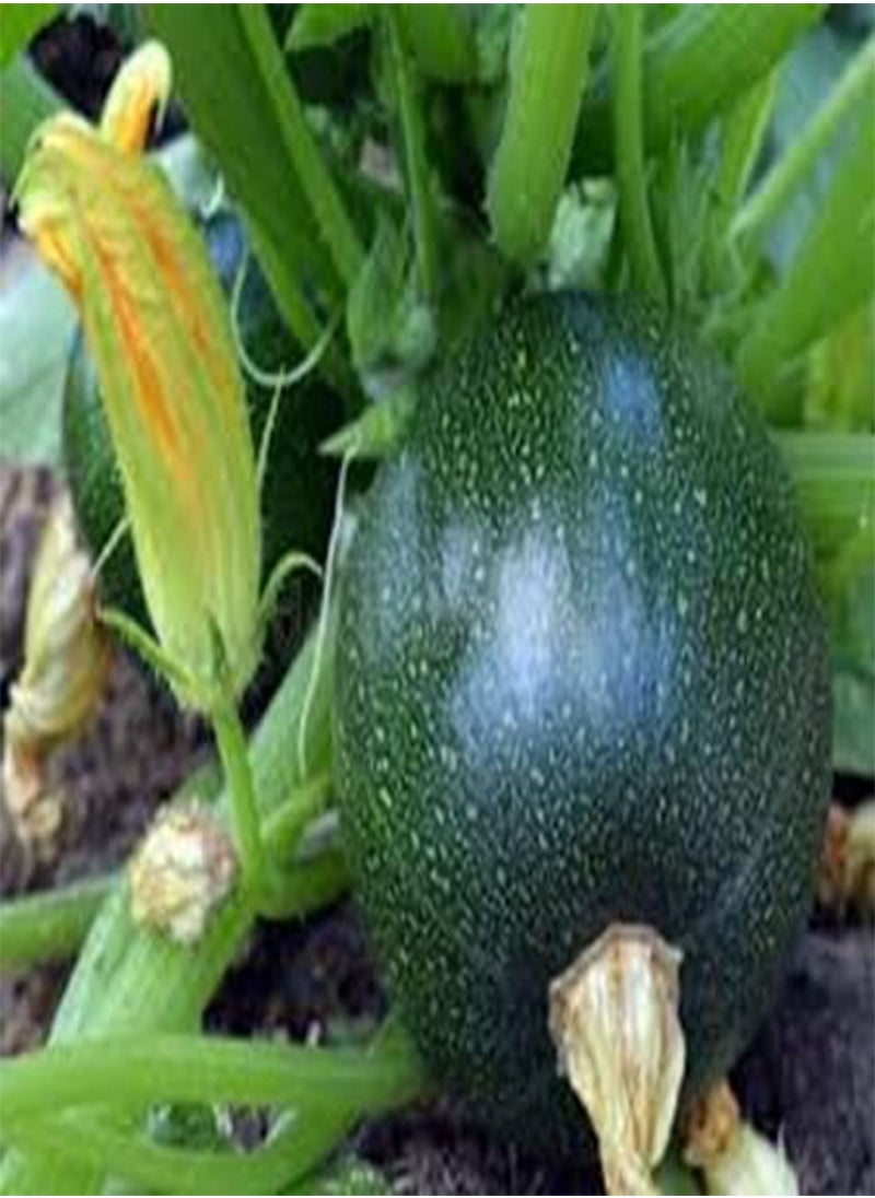 GGOOT 100pcs of gem Squash Vegetable Seeds  - Image 2