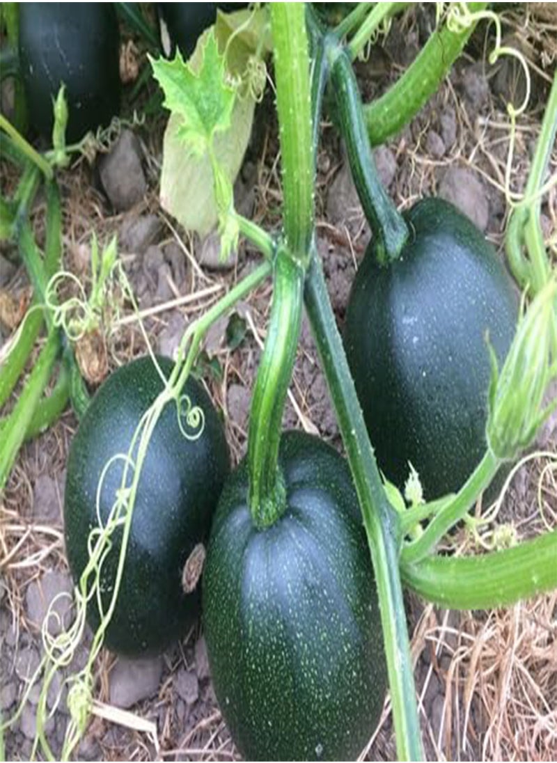 GGOOT 100pcs of gem Squash Vegetable Seeds  - Image 1