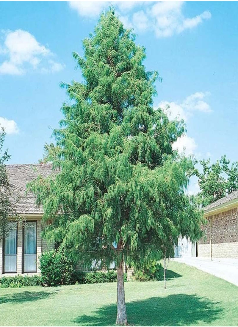 GGOOT Taxodium distichum Southern (Bald Cypress) Tree Seed, Soft, feathery, Yellowish-Green Cones, globose Green, Brownish Purple Cones, You Choose The Quantity (1 Pack)  - Image 3