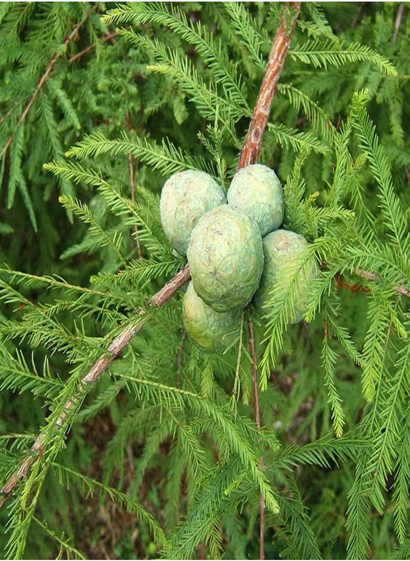 GGOOT Taxodium distichum Southern (Bald Cypress) Tree Seed, Soft, feathery, Yellowish-Green Cones, globose Green, Brownish Purple Cones, You Choose The Quantity (1 Pack)  - Image 1
