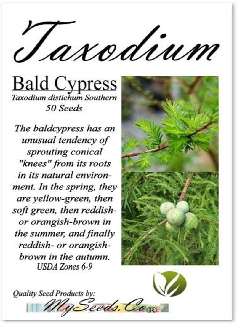 GGOOT Taxodium distichum Southern (Bald Cypress) Tree Seed, Soft, feathery, Yellowish-Green Cones, globose Green, Brownish Purple Cones, You Choose The Quantity (1 Pack)  - Image 4