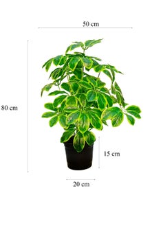 Generic Orka Schefflera arboricola, 80 cm, 24 branches, in plastic pot. Schefflera Compacta houseplant, Green Bush, umbrella tree plant with beautiful foliage leaves, Fake Plants, Fake Trees, Home Décor, Office Décor, Hotels Décor, Living Room, Bedroom, Hospitals Décor, Indoor Outdoor Home Office Garden Decoration  - Image 1