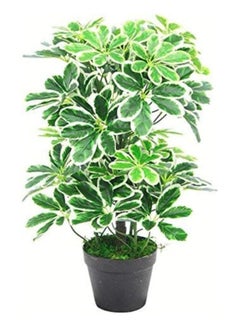 Generic Orka Schefflera arboricola, 80 cm, 24 branches, in plastic pot. Schefflera Compacta houseplant, Green Bush, umbrella tree plant with beautiful foliage leaves, Fake Plants, Fake Trees, Home Décor, Office Décor, Hotels Décor, Living Room, Bedroom, Hospitals Décor, Indoor Outdoor Home Office Garden Decoration  - Image 2