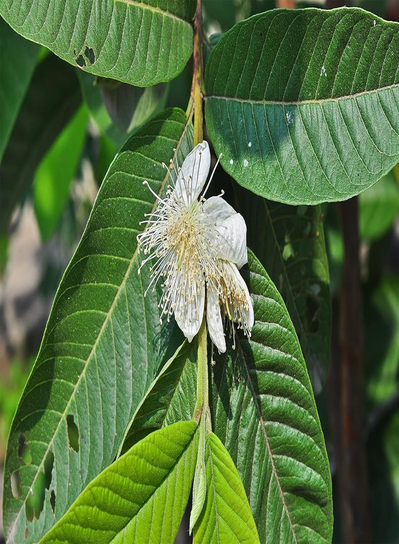 جي جوت جوافة وردية (Psidium Guajava) 25 بذرة - Image 3