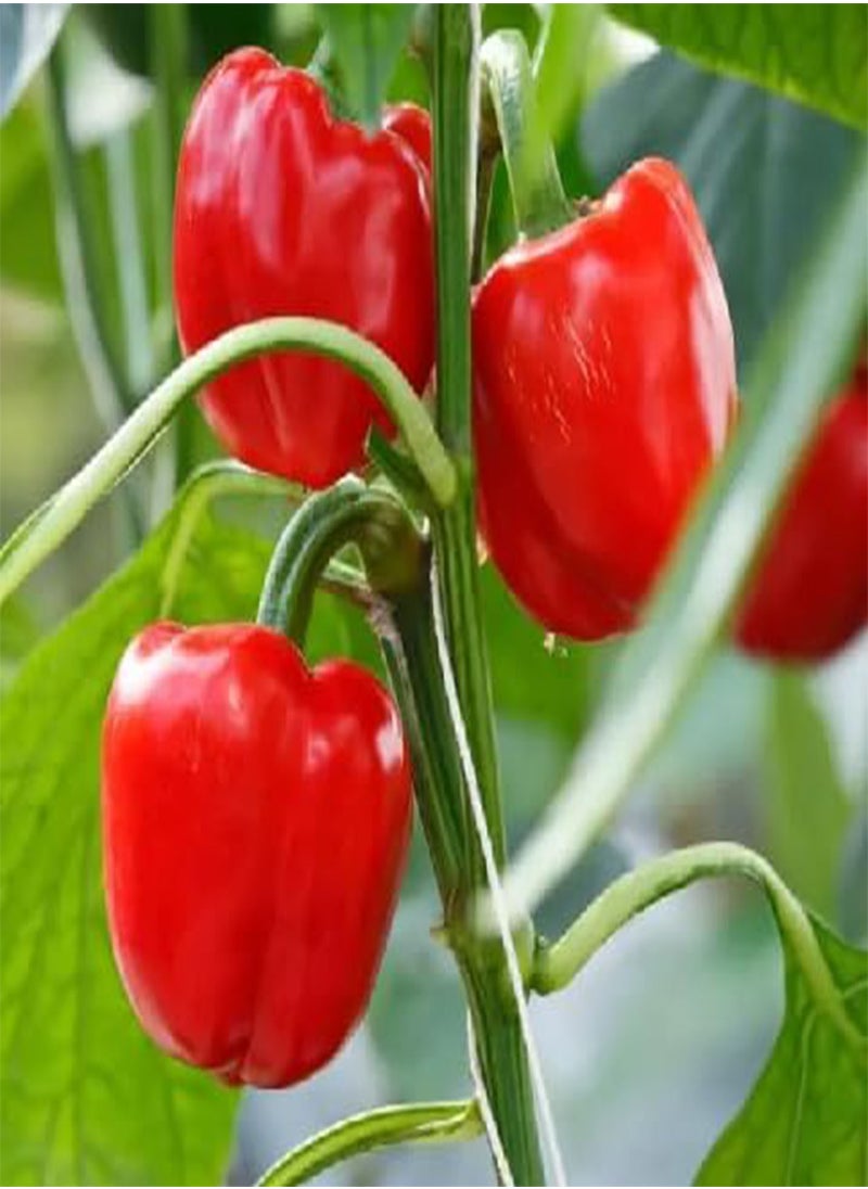 GGOOT 40pcs  Pepper Vegetable Seeds  - Image 2