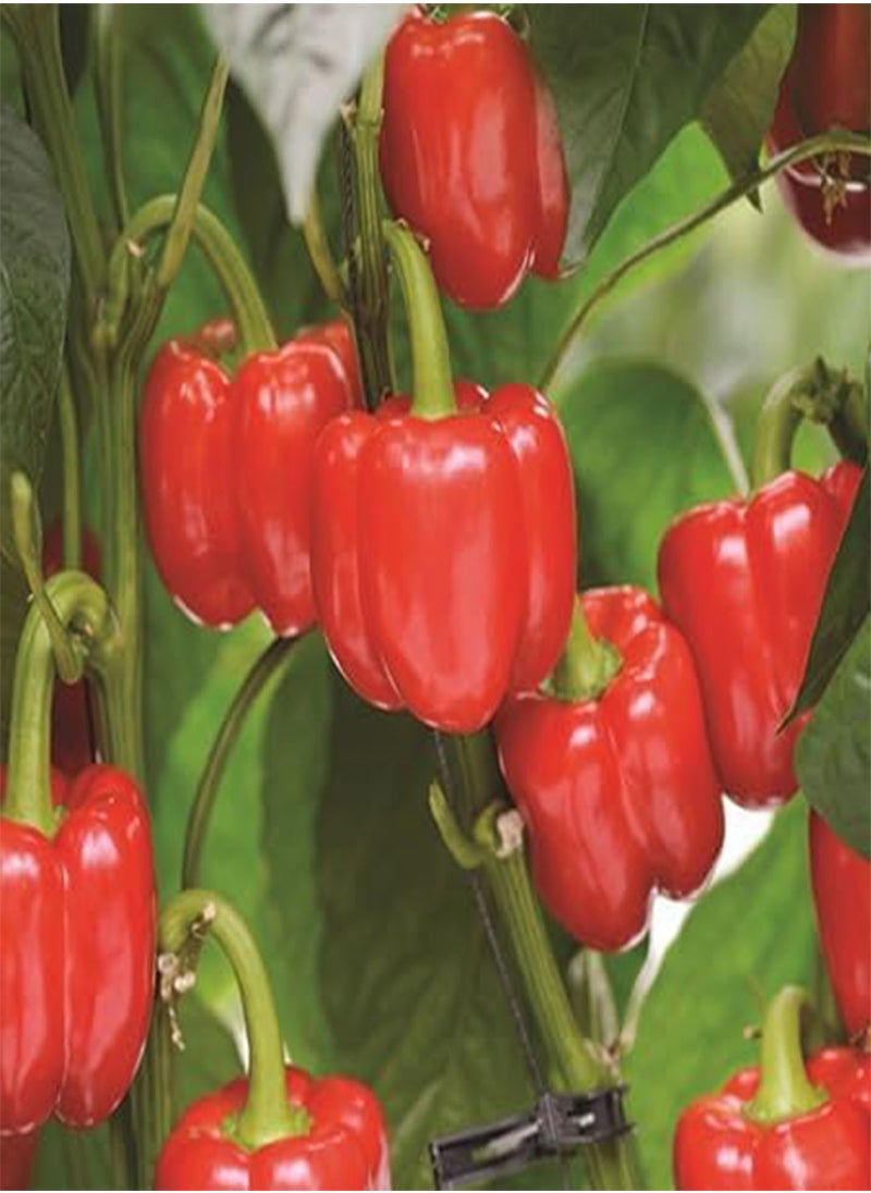 GGOOT 40pcs  Pepper Vegetable Seeds  - Image 4