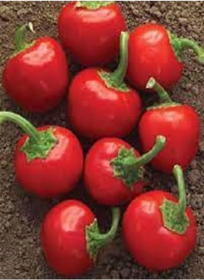GGOOT 40pcs  Pepper Vegetable Seeds  - Image 5