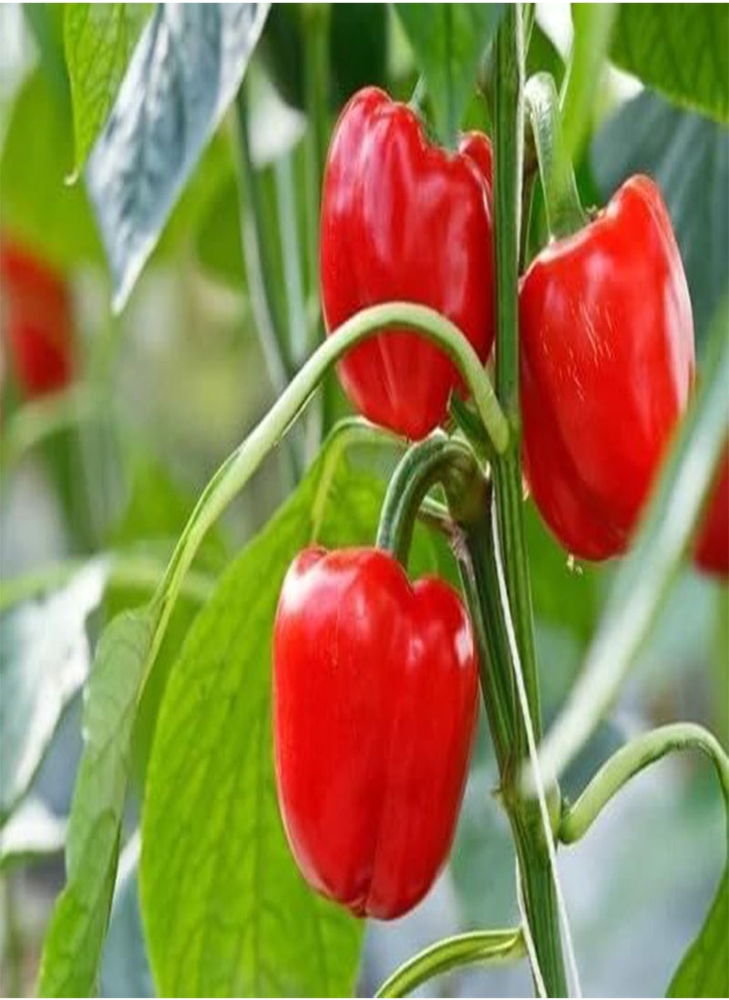 GGOOT 40pcs  Pepper Vegetable Seeds  - Image 3
