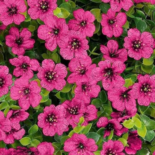 Ekhasa Nostrae Artificial Faux Hanging Plants Flowers Basket for Summer Outdoor Outside Decoration, Fake Silk UV Sun Resistant Look Real Colorful Daisy Eucalyptus for Porch Home Patio Balcony Yard - Image 4