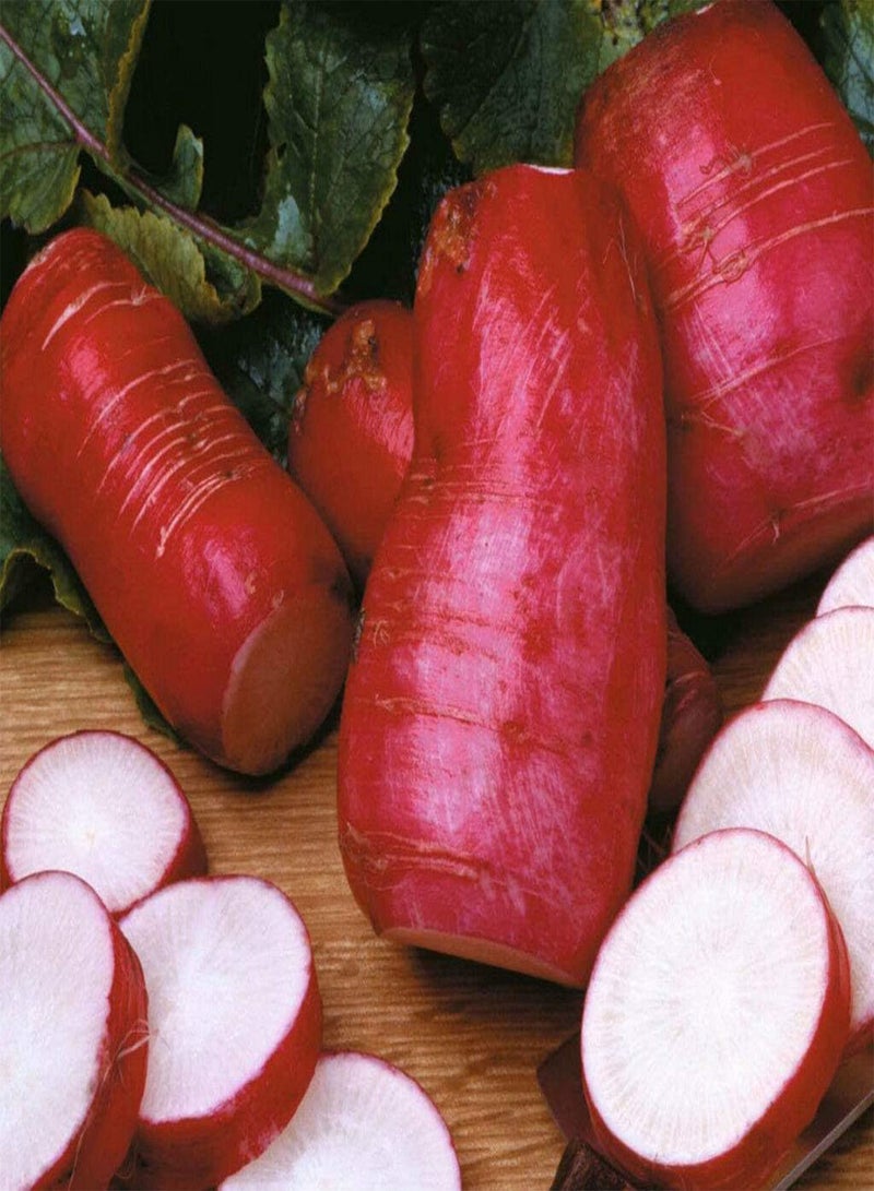 جي جوت بذور فجل الورد الصيني - Raphanus sativus 'China Rose'، فجل صيني شتوي يُزرع في حديقة منزلية باستخدام مشعل ثقيل، 1500 بذرة