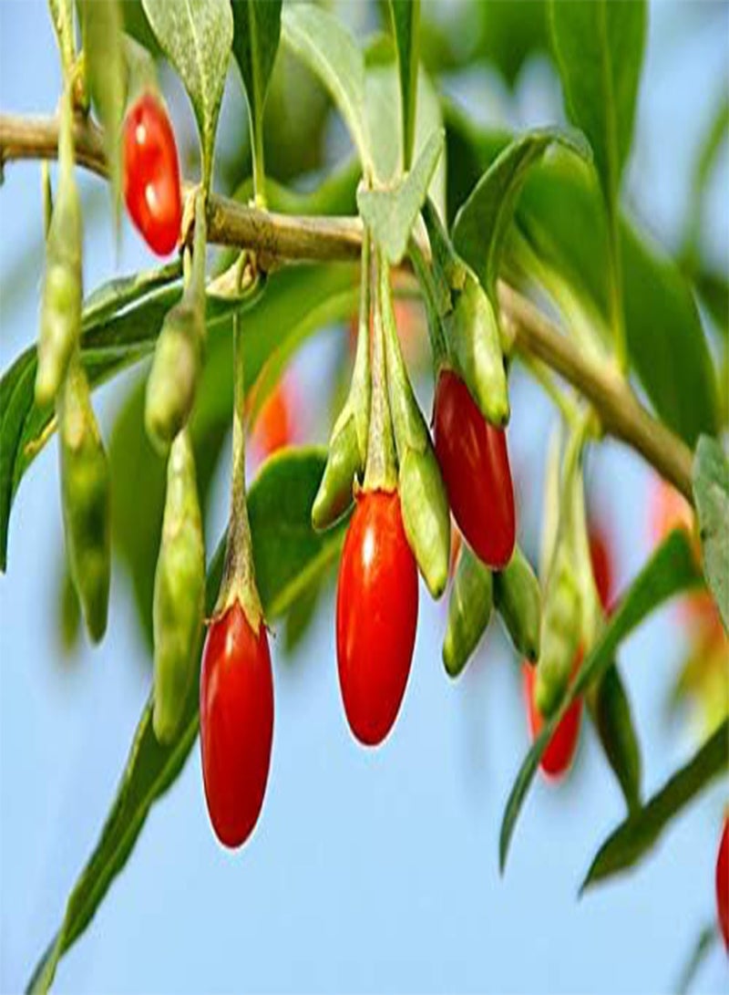 Tibetan Goji Berry 100 Seeds (Lycium chinense) Heirloom - Non GMO - Open Pollinated