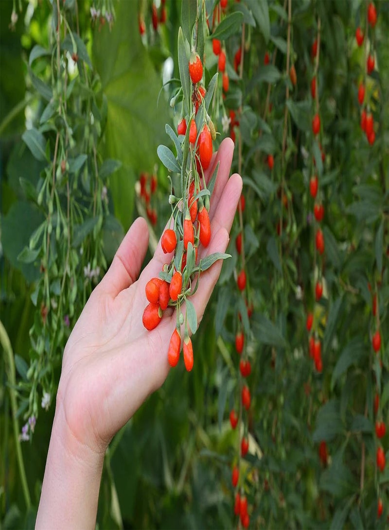 Tibetan Goji Berry 100 Seeds (Lycium chinense) Heirloom - Non GMO - Open Pollinated
