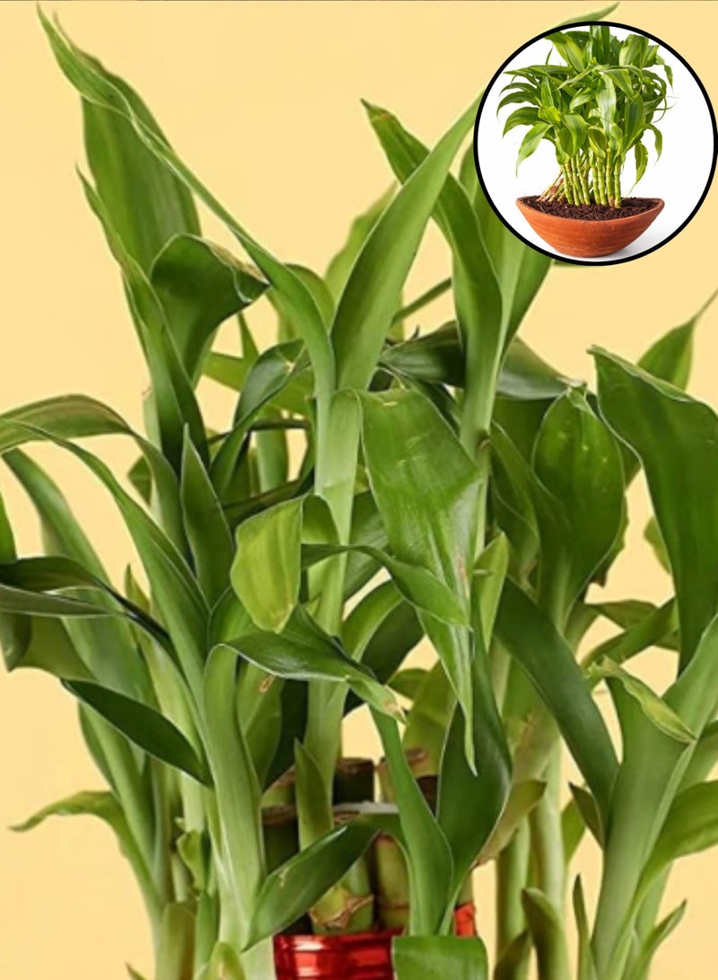 نبات أوراق الخيزران (ارتفاع 15-20 سم) | نبات أوراق الخيزران حيّ للزينة الداخلية | نبات سهل العناية به للمنزل والمكتب | نبات طبيعي أخضر لتزيين الطاولات - Image 5
