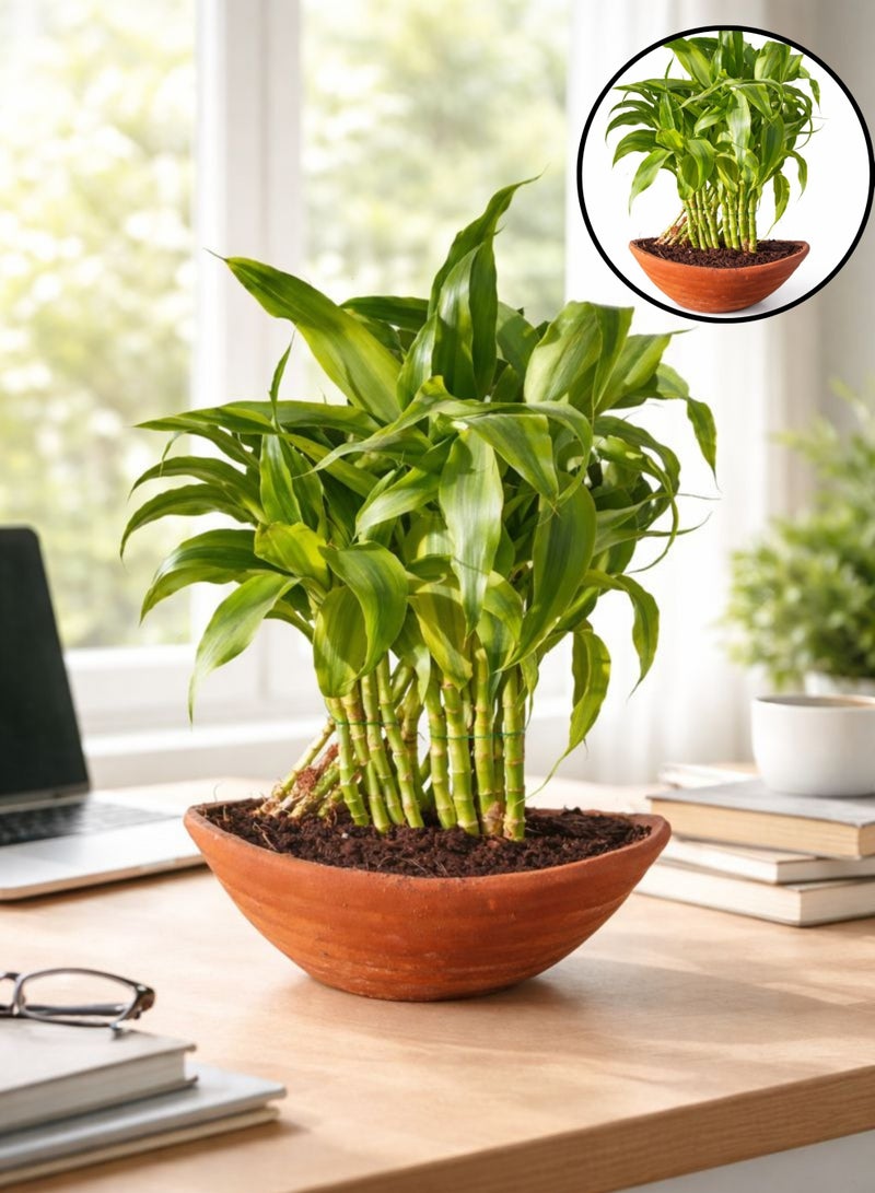 نبات أوراق الخيزران (ارتفاع 15-20 سم) | نبات أوراق الخيزران حيّ للزينة الداخلية | نبات سهل العناية به للمنزل والمكتب | نبات طبيعي أخضر لتزيين الطاولات - Image 1