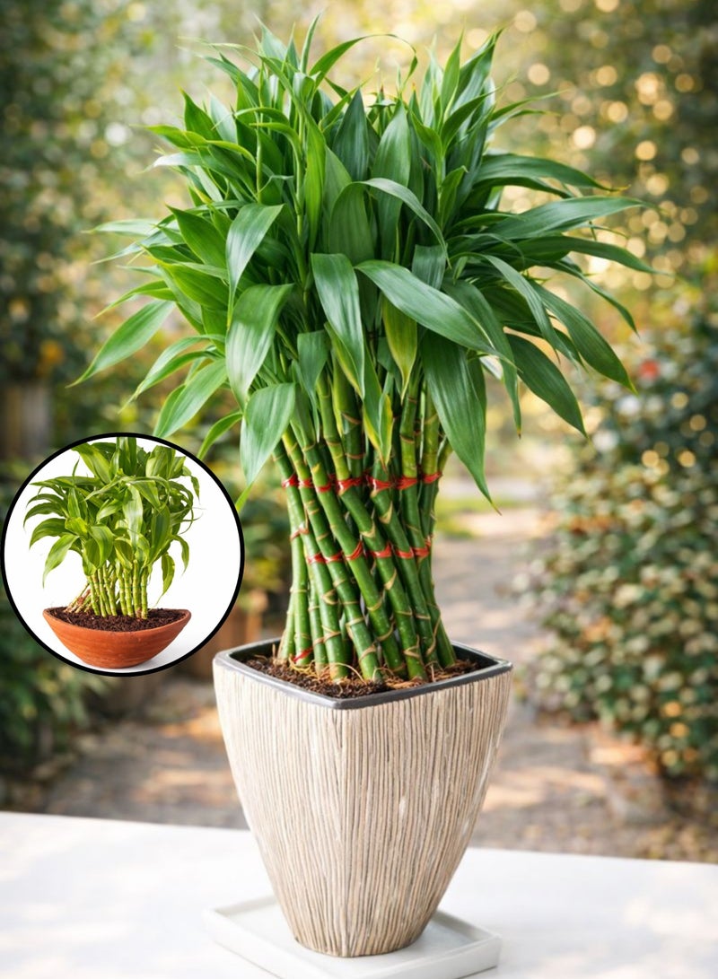 نبات أوراق الخيزران (ارتفاع 15-20 سم) | نبات أوراق الخيزران حيّ للزينة الداخلية | نبات سهل العناية به للمنزل والمكتب | نبات طبيعي أخضر لتزيين الطاولات - Image 3