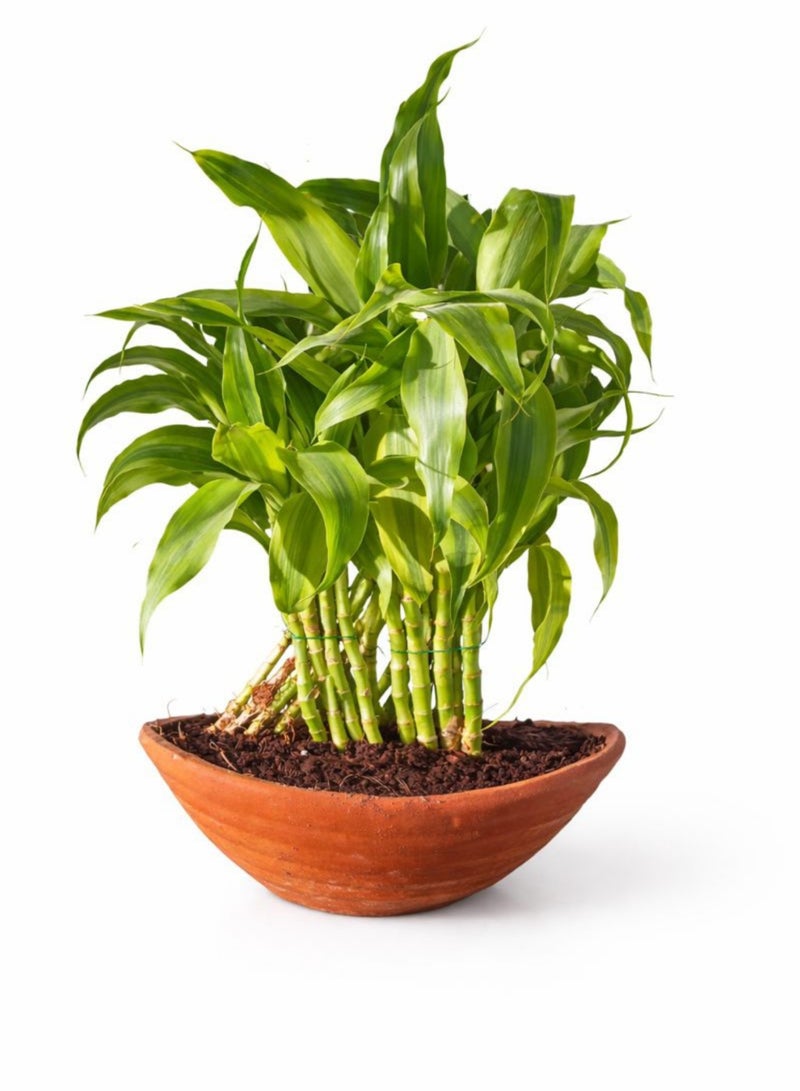 نبات أوراق الخيزران (ارتفاع 15-20 سم) | نبات أوراق الخيزران حيّ للزينة الداخلية | نبات سهل العناية به للمنزل والمكتب | نبات طبيعي أخضر لتزيين الطاولات - Image 2