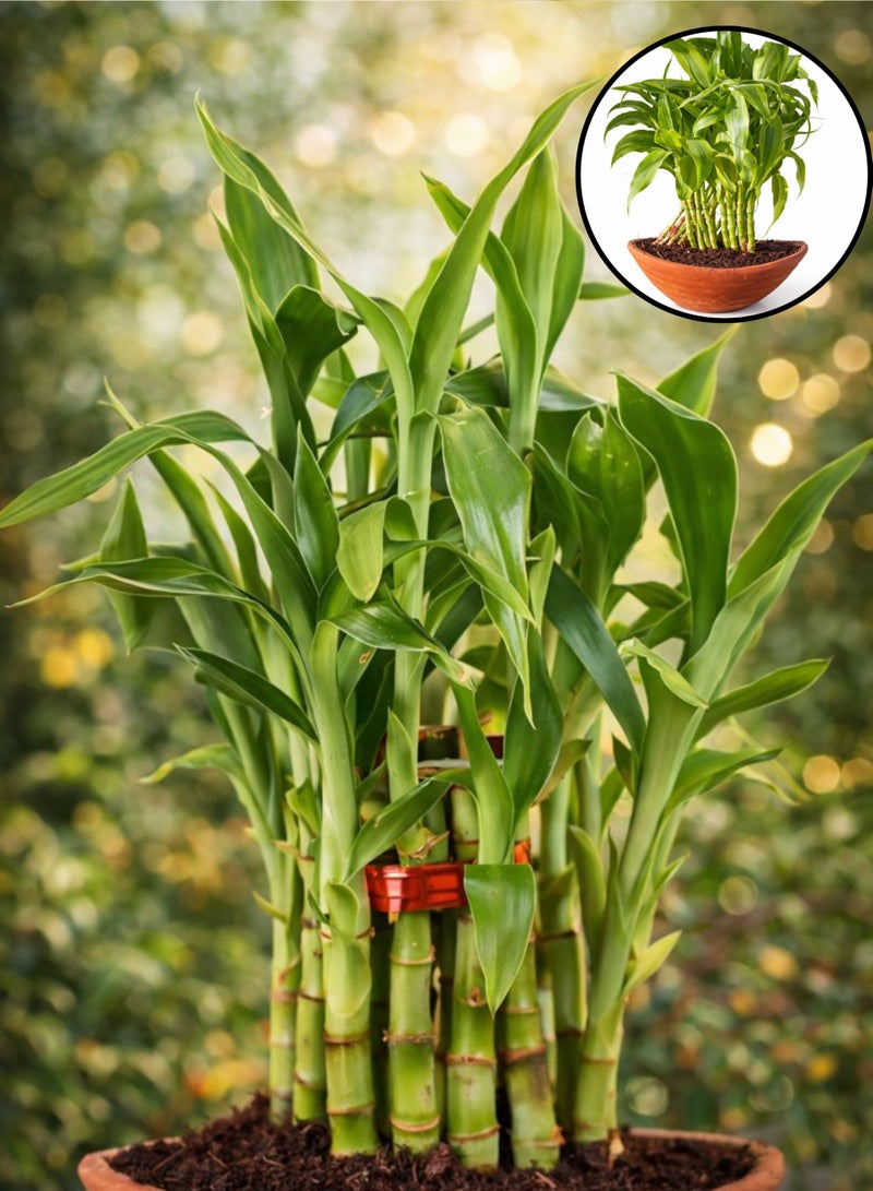 نبات أوراق الخيزران (ارتفاع 15-20 سم) | نبات أوراق الخيزران حيّ للزينة الداخلية | نبات سهل العناية به للمنزل والمكتب | نبات طبيعي أخضر لتزيين الطاولات - Image 4