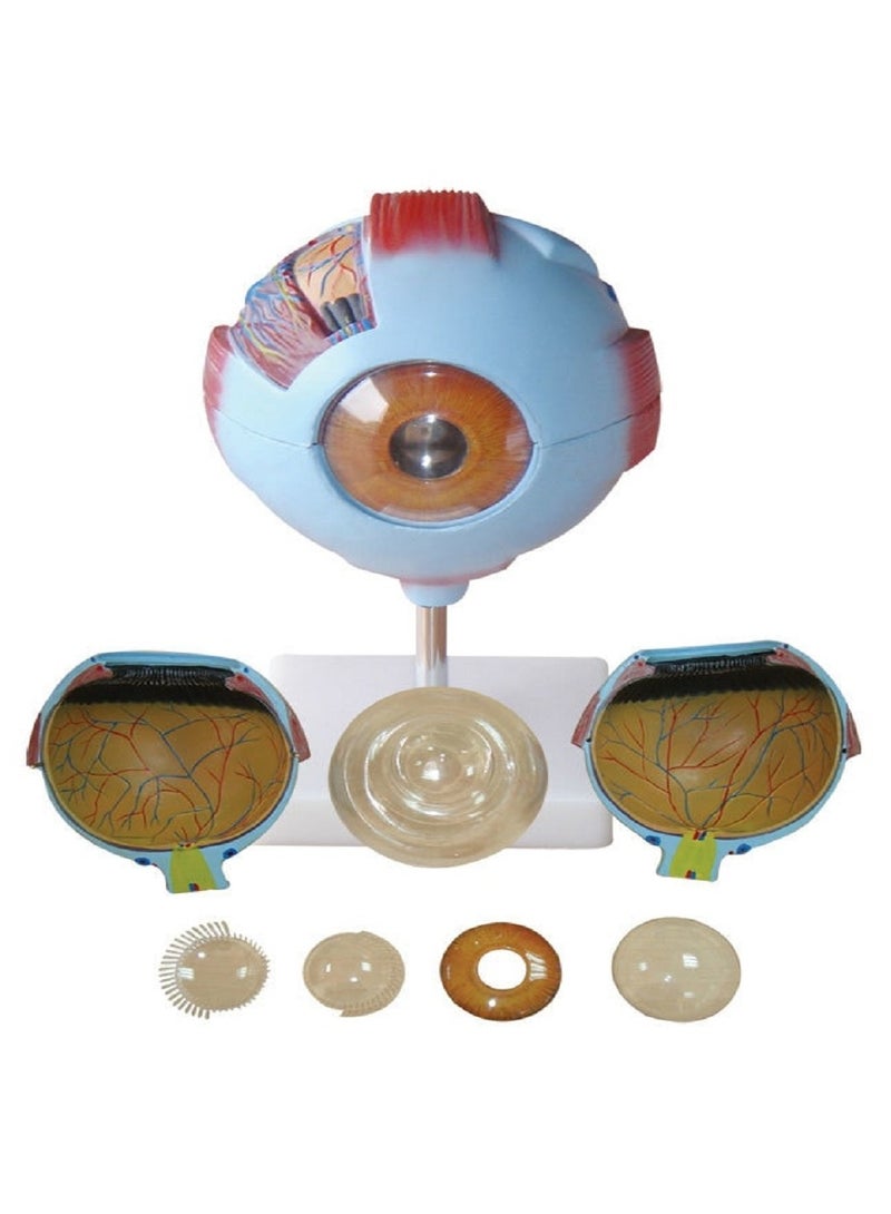 AKM Anatomical Human Eye Model - Image 1