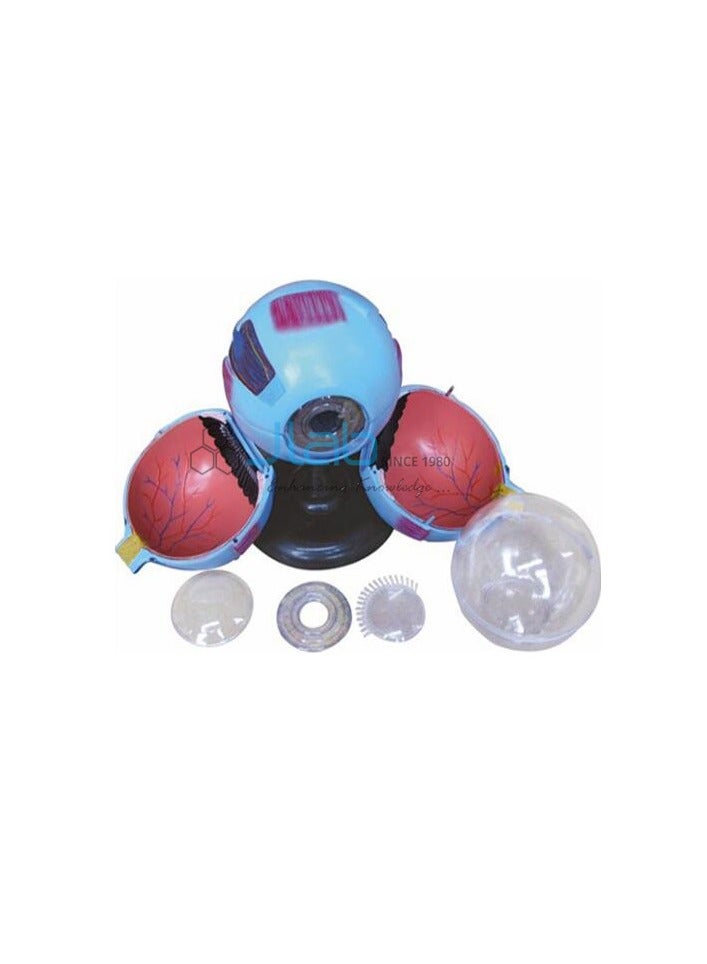 AKM Anatomical Human Eye Model - Image 4
