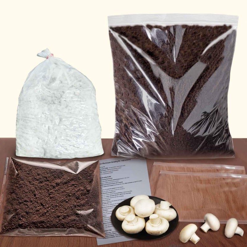 Greenify White Button Mushroom Growing Kit 6Kg (All-in-One Kit) – 500g Spawn/Seeds + 4.5Kg Pasteurized Compost + 1Kg Casing Soil + 2 PP Bags – High Yield, Grain-Based, First Generation Seeds - Image 5