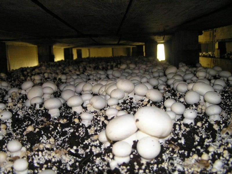 Greenify White Button Mushroom Growing Kit 6Kg (All-in-One Kit) – 500g Spawn/Seeds + 4.5Kg Pasteurized Compost + 1Kg Casing Soil + 2 PP Bags – High Yield, Grain-Based, First Generation Seeds - Image 3