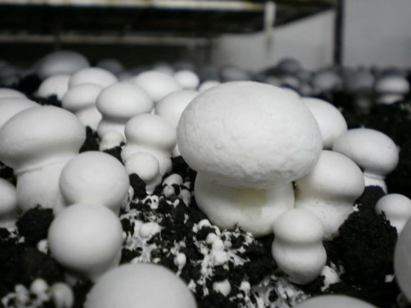 Greenify White Button Mushroom Growing Kit 6Kg (All-in-One Kit) – 500g Spawn/Seeds + 4.5Kg Pasteurized Compost + 1Kg Casing Soil + 2 PP Bags – High Yield, Grain-Based, First Generation Seeds - Image 4