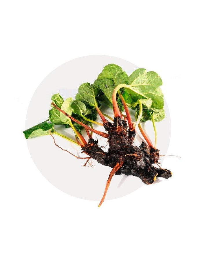 Eucarbon Compounded Charcoal Tablets 100s - Image 5