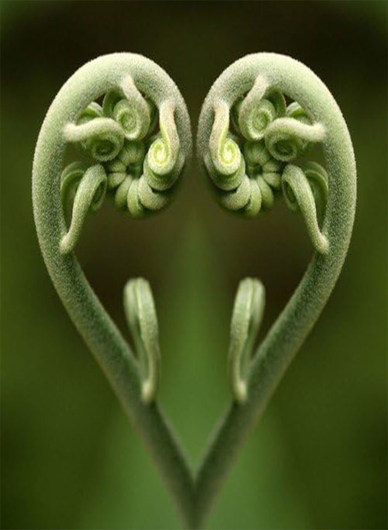 GGOOT The only Heart Seeds of Heart -Shaped felci Flowers in Bonsai vase Garden Courtyard Ornamental Plants for Flower pots Planner 50pcs - Image 1