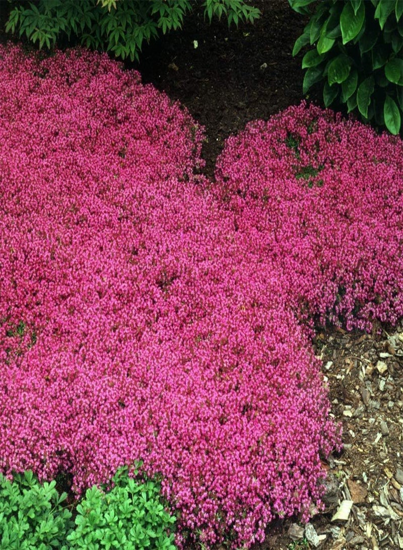 GGOOT 200pcs Creeping Thyme Pink Flower Seeds - Image 2