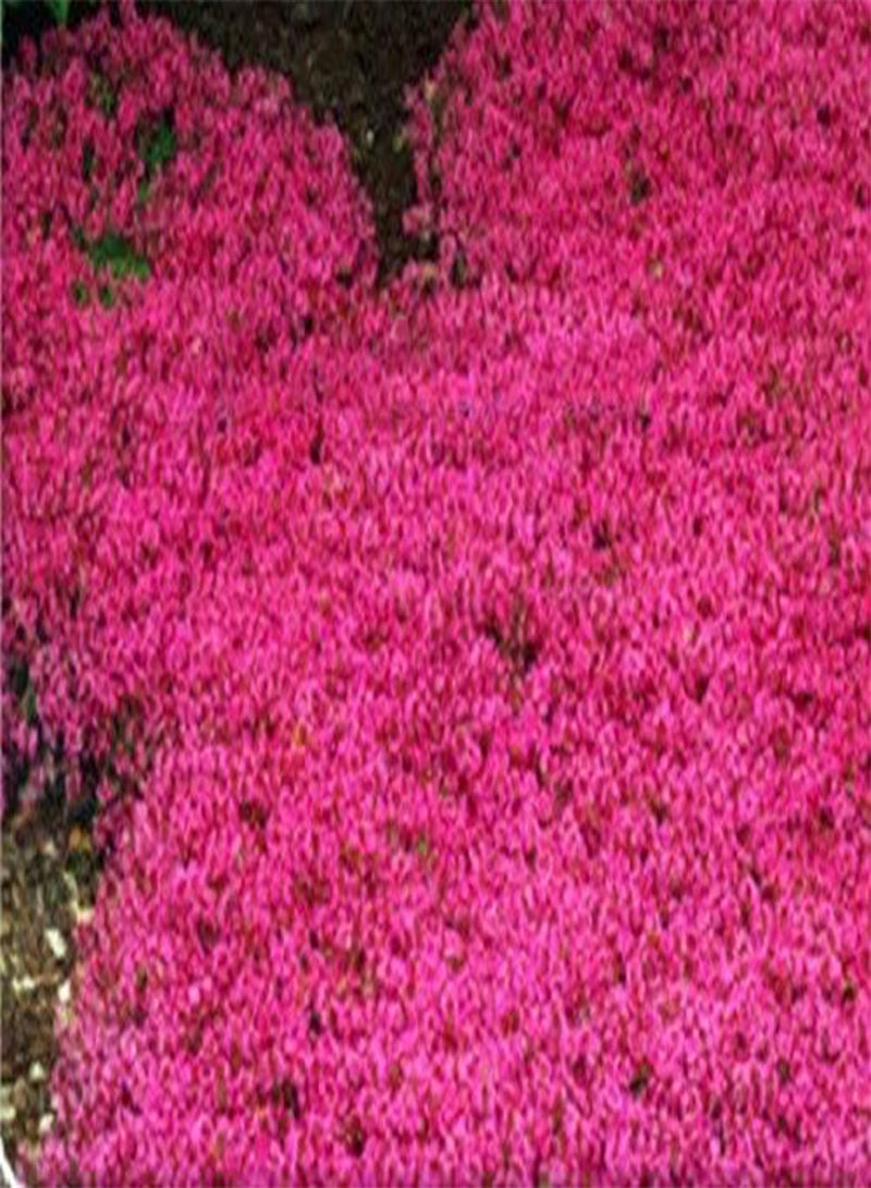 GGOOT 200pcs Creeping Thyme Pink Flower Seeds - Image 3