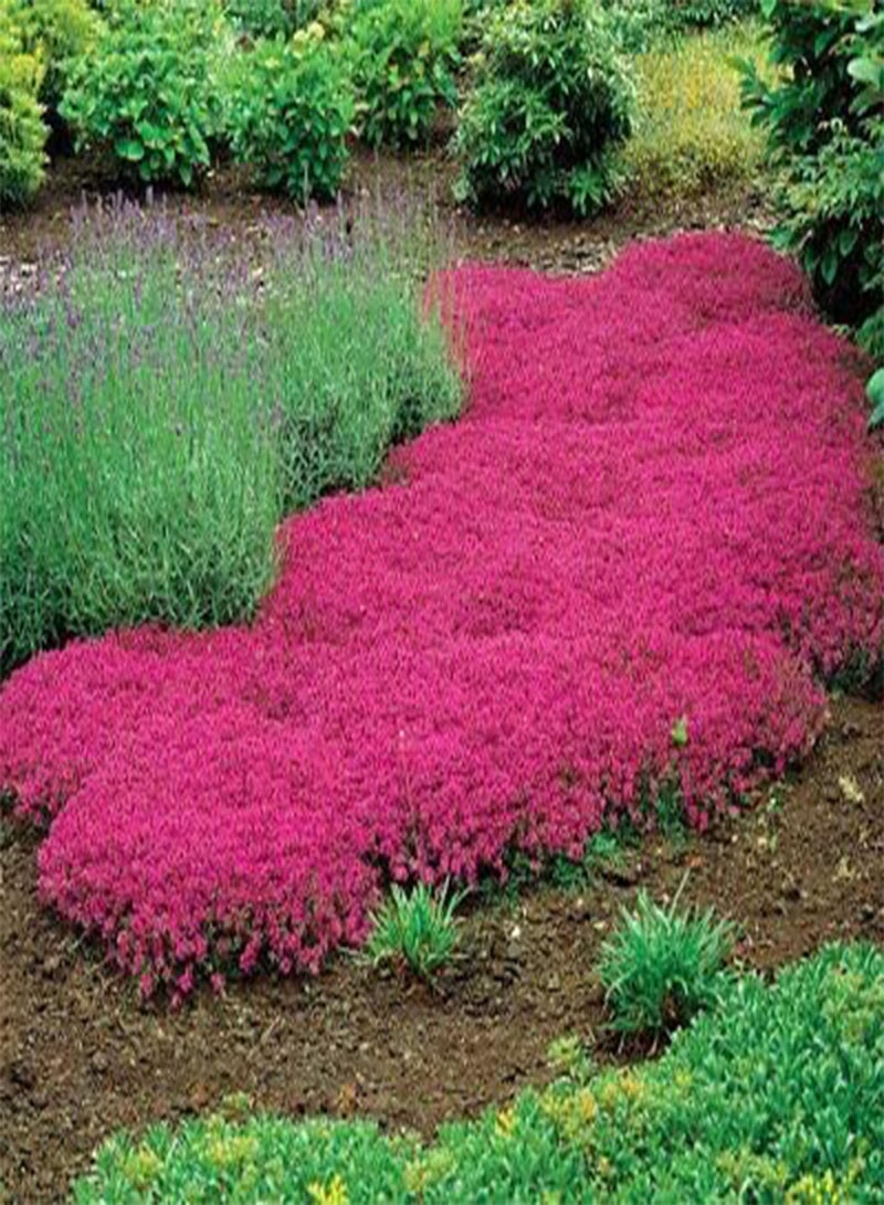 GGOOT 200pcs Creeping Thyme Pink Flower Seeds - Image 1