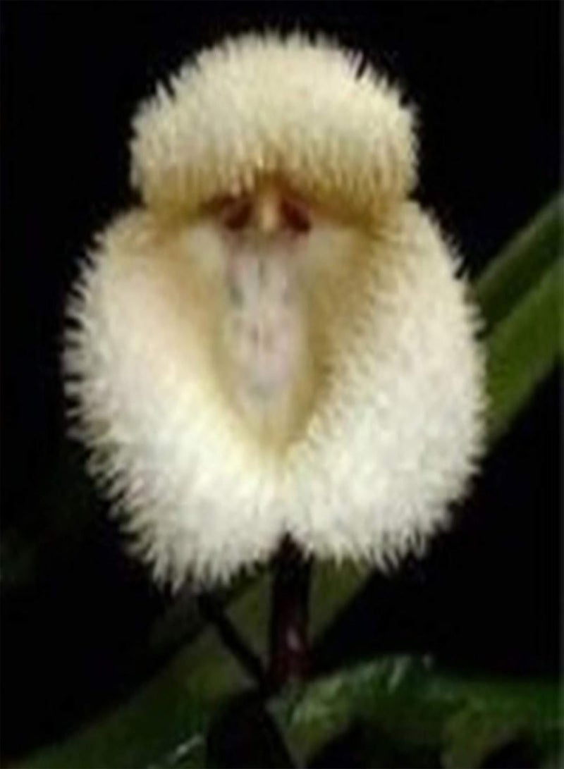 جي جوت بذور نباتات الزهور الخضراء للحديقة، كيس واحد من بذور الزهور، شكل جديد نادر، بذور نباتات منزلية رائعة للحديقة، 100 قطعة من بذور زهرة الأوركيد على شكل وجه قرد - Image 5