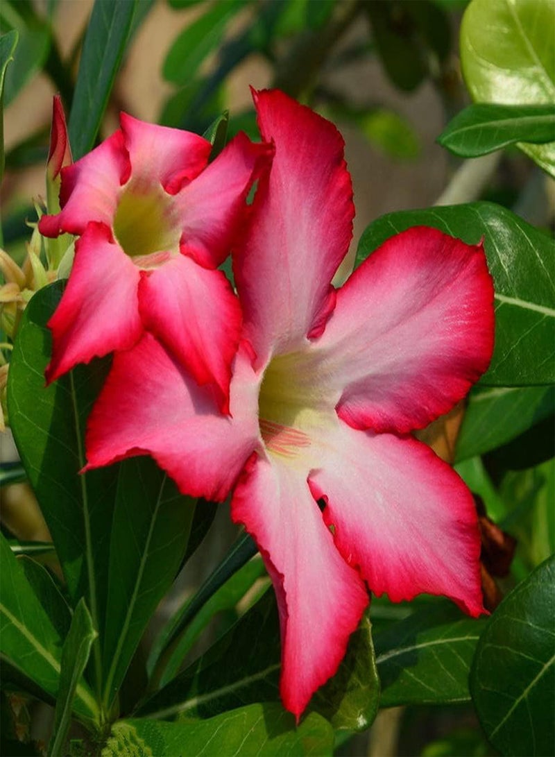 جي جوت 10 قطع من بذور وردة الصحراء، المظهر الفريد يلفت الأنظار وهو الخيار الأول لتزيين الحديقة، سهل الزراعة، صيانة منخفضة - Image 1