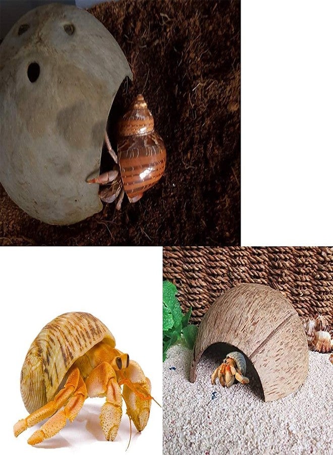 SINKOO Hermit Crab Shell Growth Seashells 15 PCS (7 Types) Natural Coconut Shells Hut for Fish Tank Decor Hide Reptile Hideouts - Image 4